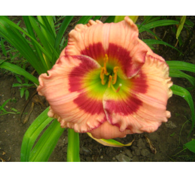 Лілейник, гемерокаліс   Б'ютіфул Джілоуз Айз  (HEMEROCALLIS Beautiful jealous eyes)